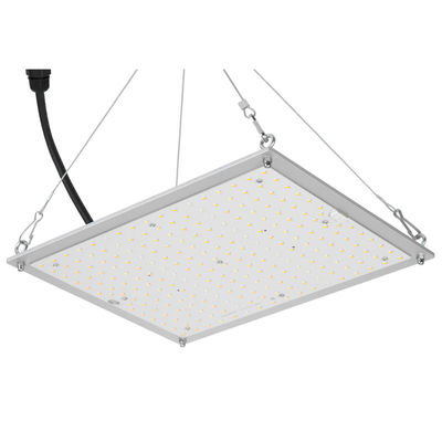 ライト量子板167.3umol/Sを育てるために導かれるRikoLite 100W 277vacの水耕栽培